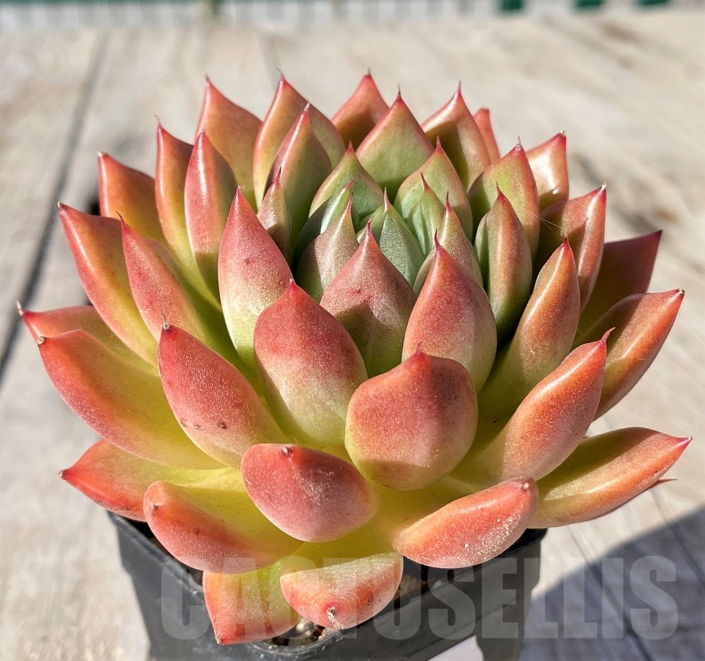SH20791 Echeveria agavoides 'Magic' - Image 2