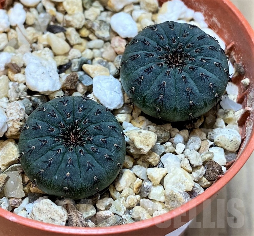 SH20734 Frailea castanea, 2 plants