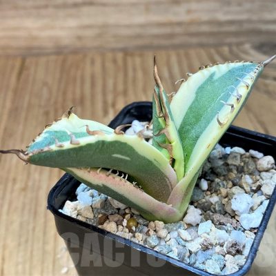 SH20728 Agave titanota ‘Snaggle Tooth’ f. variegata