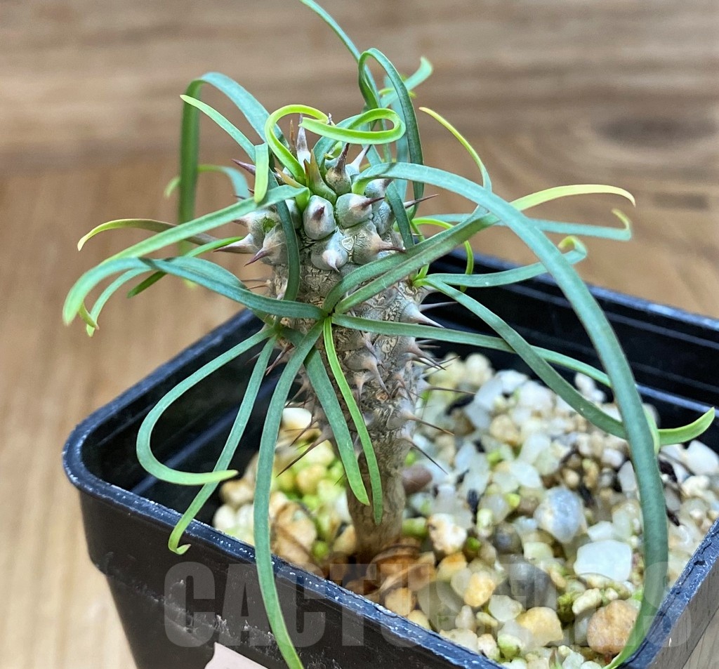 SH20738 Euphorbia gottlebei - Image 2