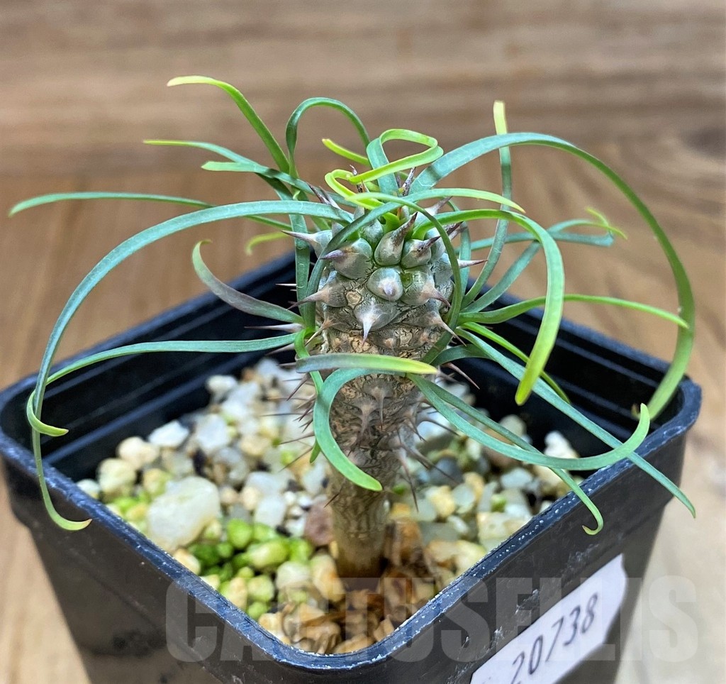 SH20738 Euphorbia gottlebei