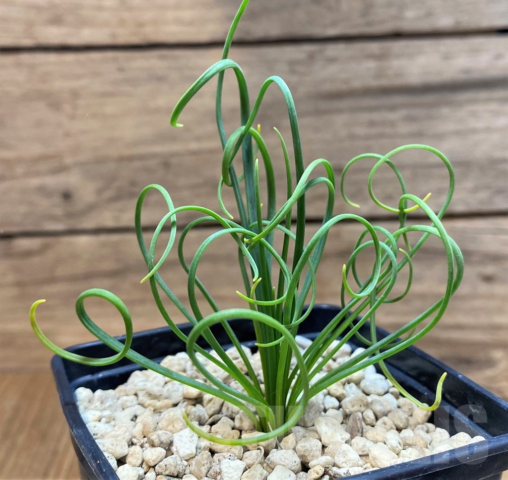SH20745 Albuca spiralis, ex Japan - Image 2