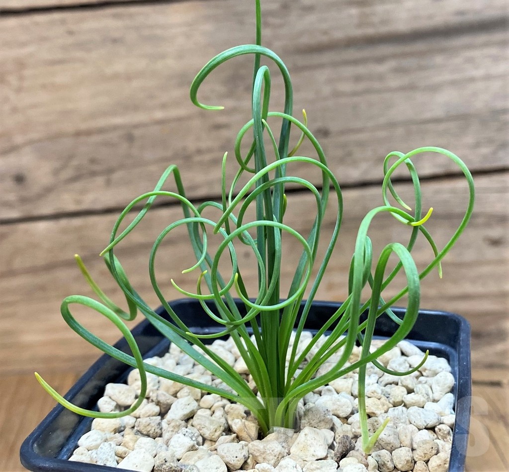 SH20745 Albuca spiralis, ex Japan