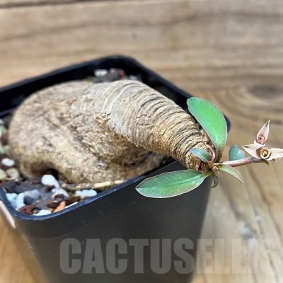 SH20747 Euphorbia sp. nova lawantii n.n. aff. moratii