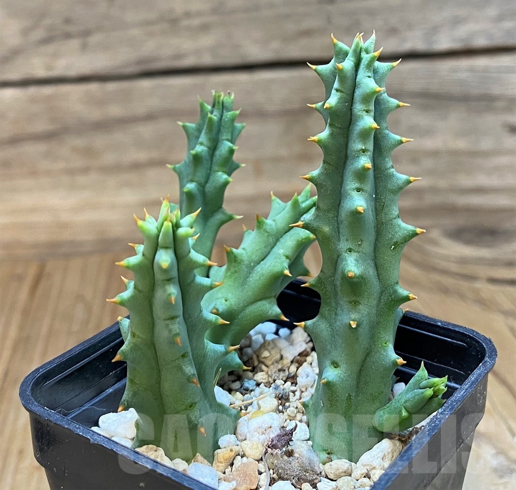 SH20750 Huernia hystrix