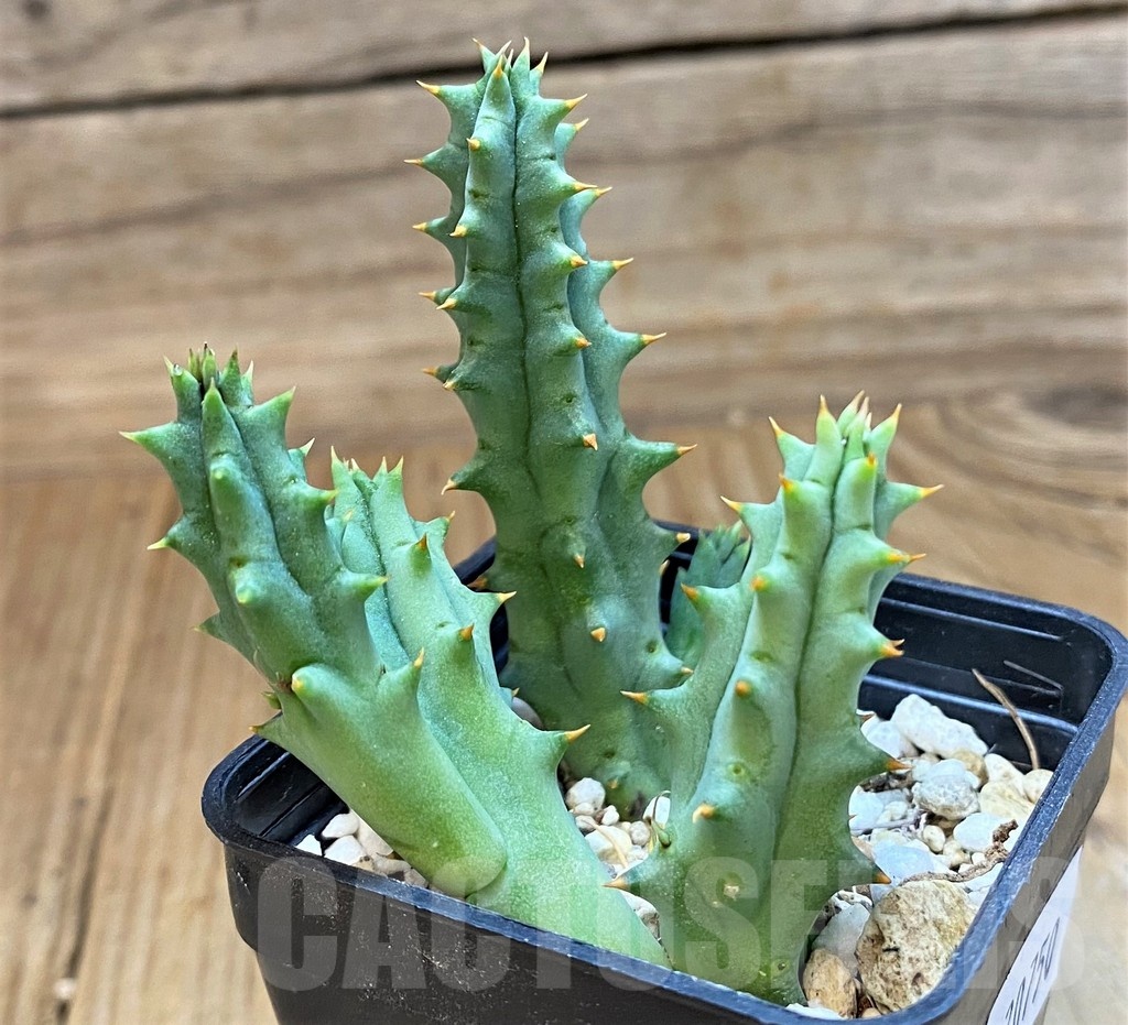 SH20750 Huernia hystrix - Image 2