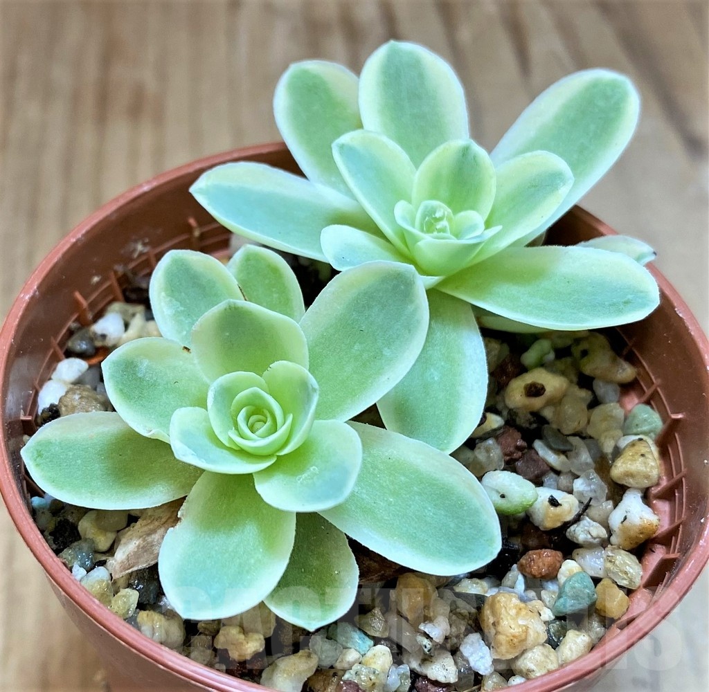SH20751 Greenovia diplocycla f. variegata