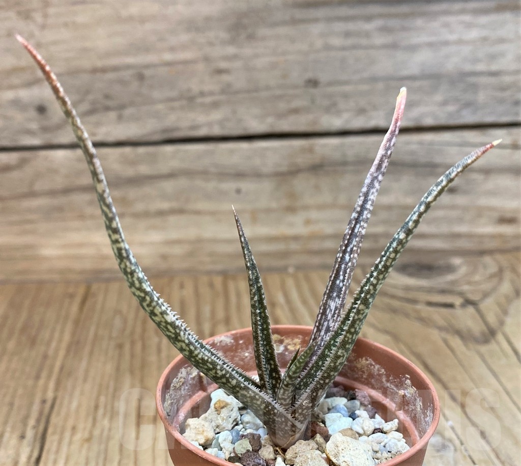 SH20753 Aloe albiflora - Image 2