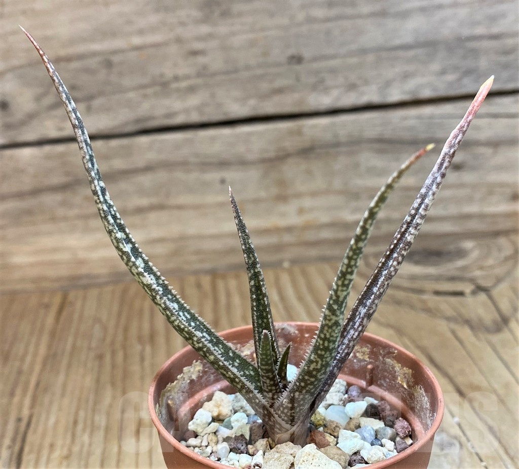 SH20753 Aloe albiflora
