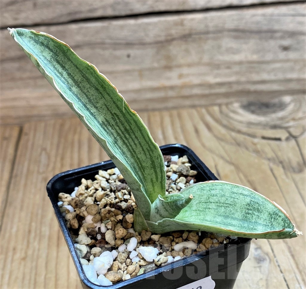 SH20869 Sansevieria ‘Cleopatra’ - Image 2