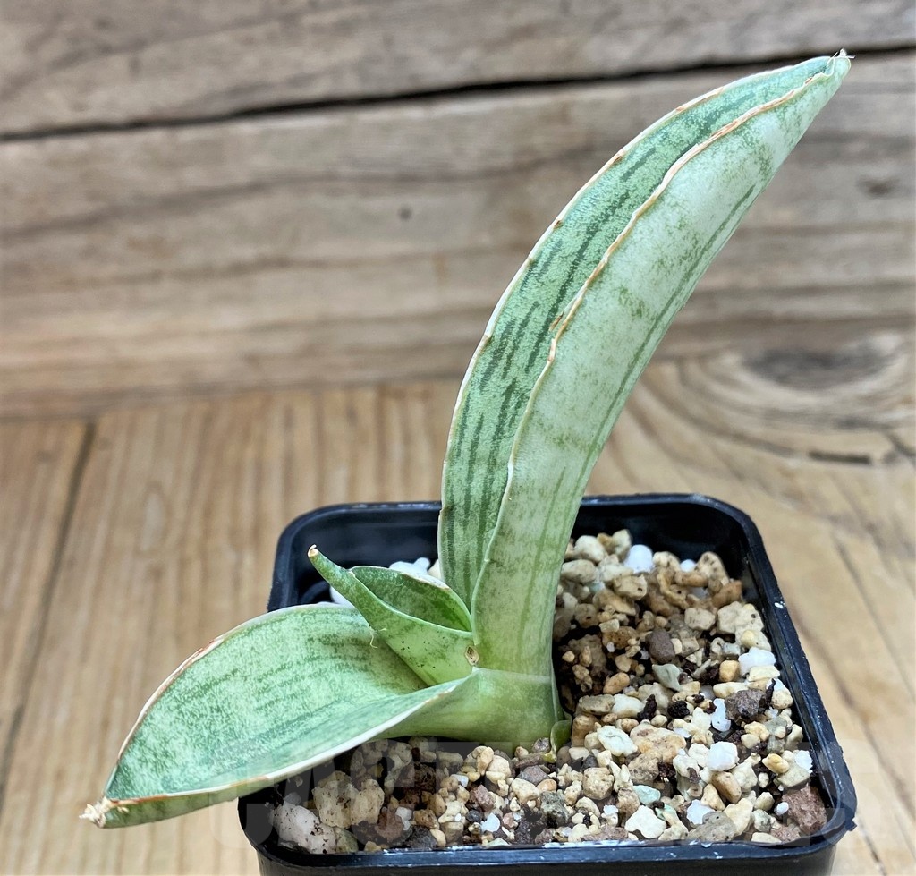 SH20869 Sansevieria ‘Cleopatra’