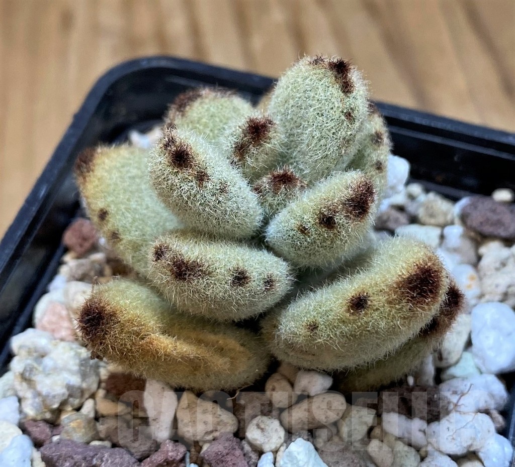 SH20905 Kalanchoe tomentosa 'Teddy Bear' - Image 2