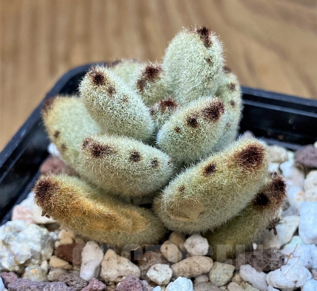 SH20905 Kalanchoe tomentosa 'Teddy Bear'