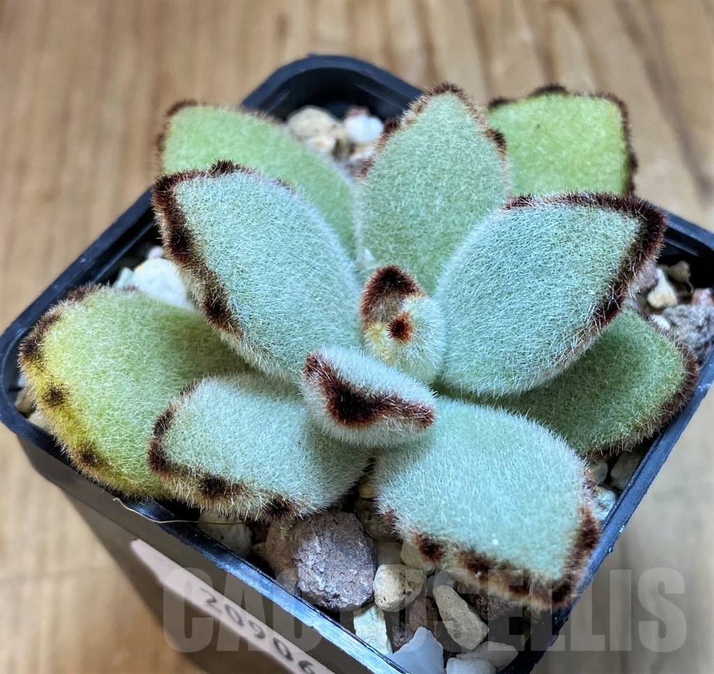 SH20906 Kalanchoe tomentosa - Image 2