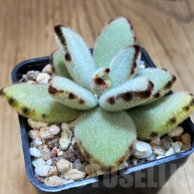 SH20906 Kalanchoe tomentosa