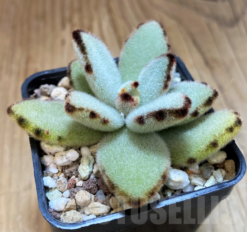 SH20906 Kalanchoe tomentosa