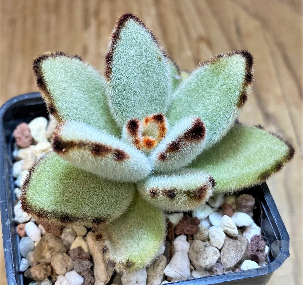 SH20907 Kalanchoe tomentosa