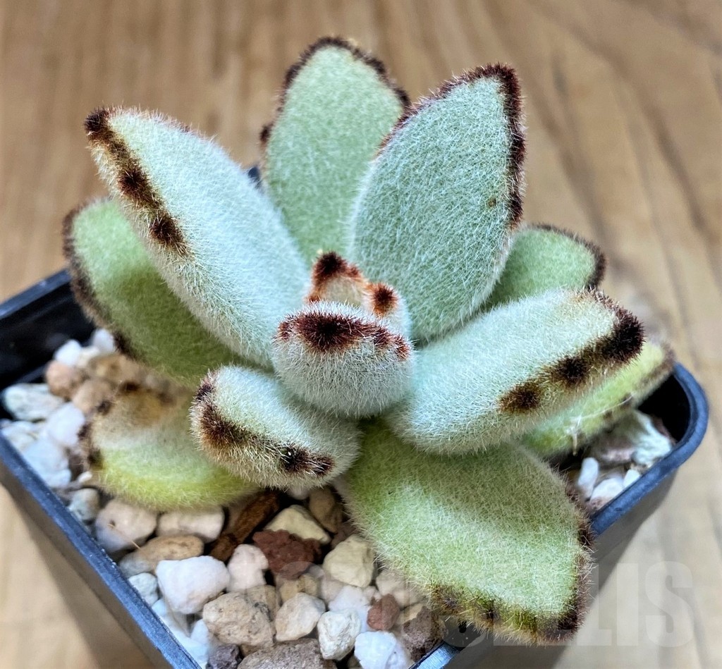 SH20907 Kalanchoe tomentosa - Image 2