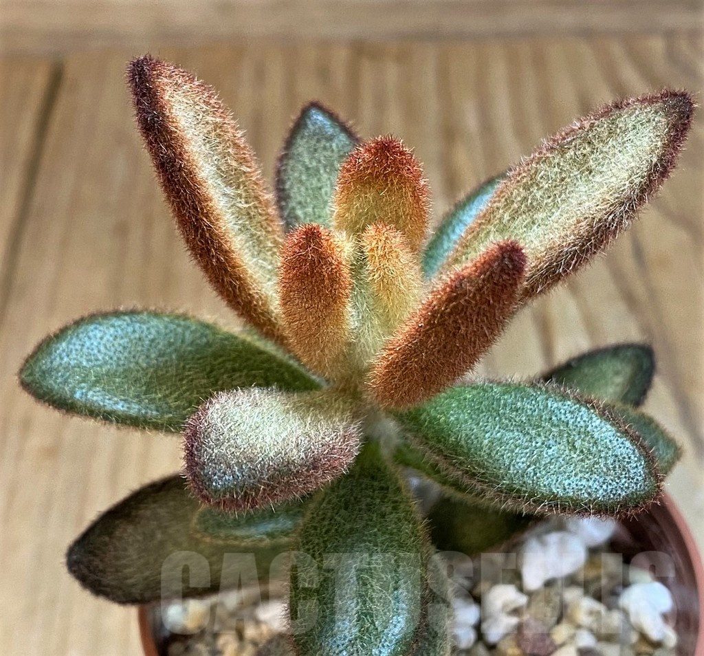 SH20909 Kalanchoe tomentosa 'Cinnamon'