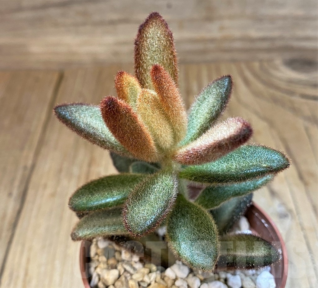 SH20909 Kalanchoe tomentosa 'Cinnamon' - Image 2