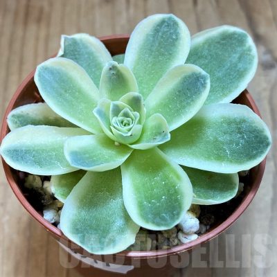 SH20911 Greenovia diplocycla f. variegata