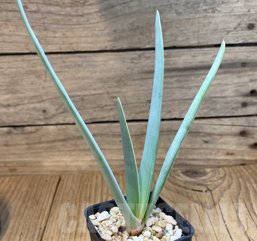 SH20912 Aloe plicatilis