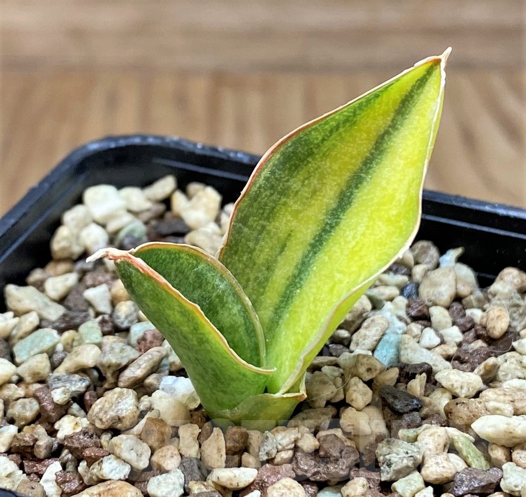 SH20870 Sansevieria sp. f. variegata
