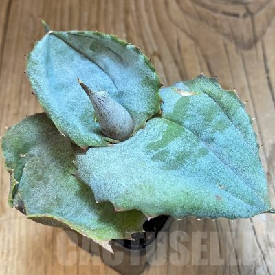 SH20914 Agave marmorata 'Papilio Platanoides'