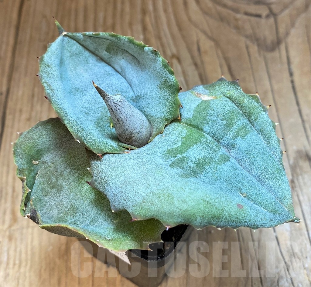 SH20914 Agave marmorata 'Papilio Platanoides'