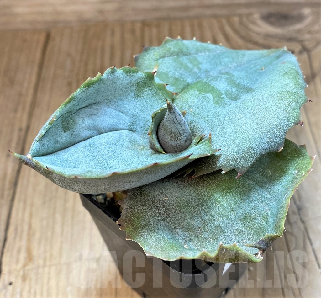 SH20914 Agave marmorata 'Papilio Platanoides' - Image 2