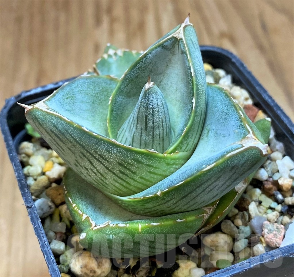 SH20915 Agave pumila