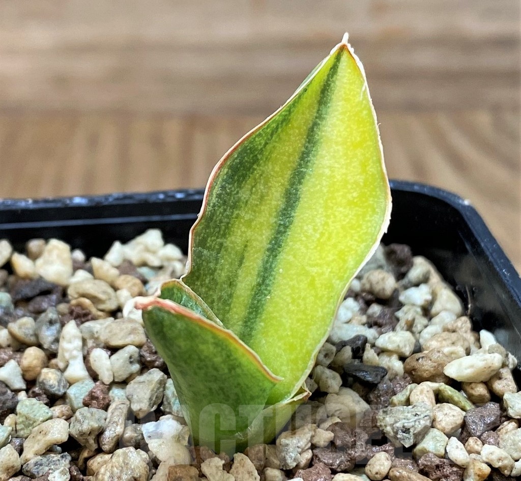 SH20870 Sansevieria sp. f. variegata - Image 2
