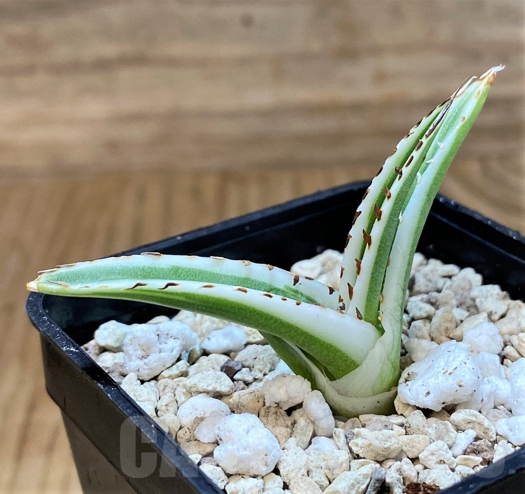 SH20920 Agave victoriae-reginae 'White Rhino' - Image 2