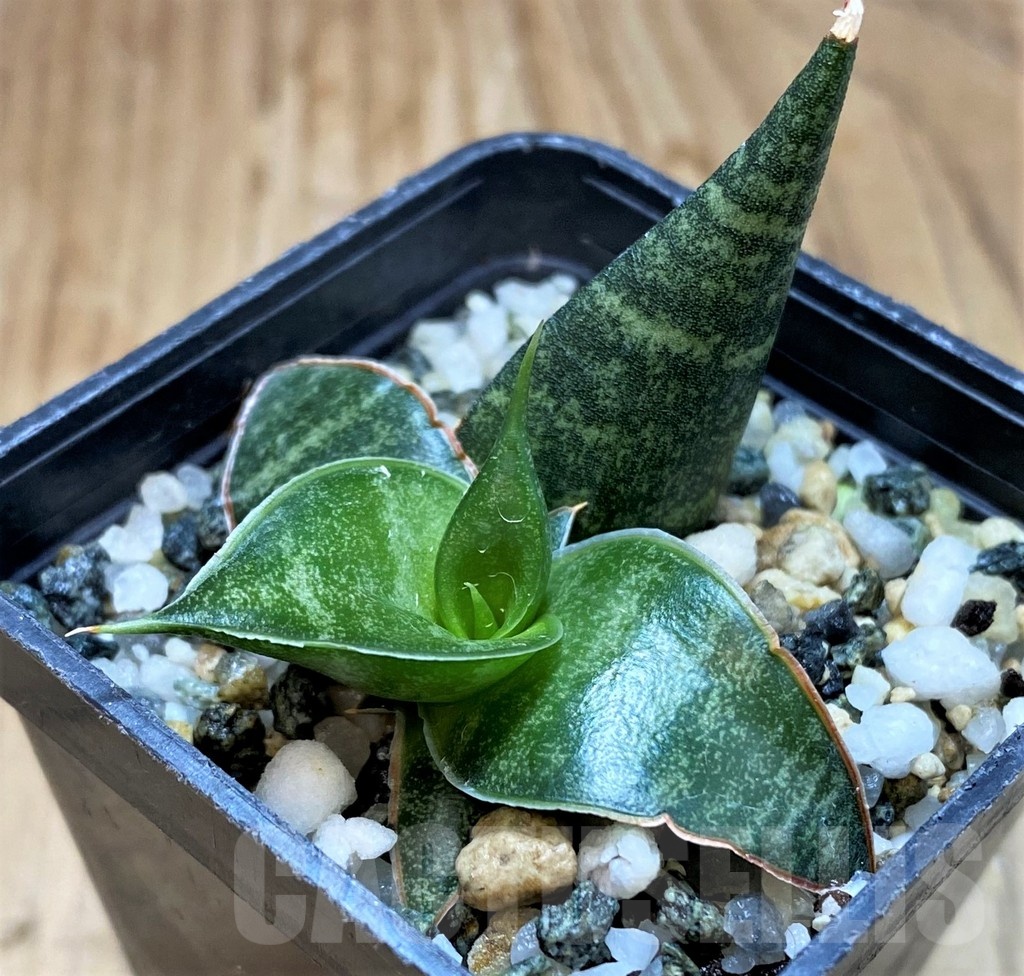 SH20871 Sansevieria ‘Black Diamond’ - Image 2