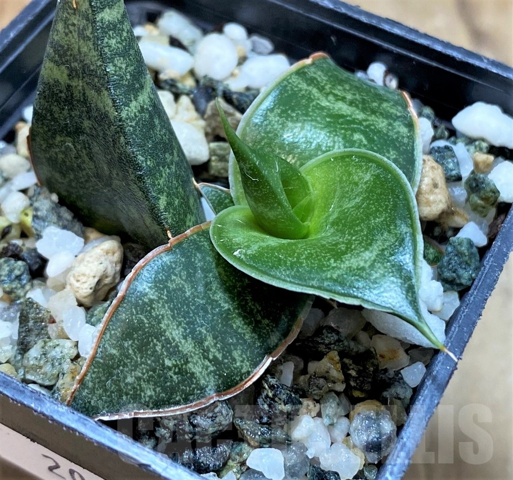SH20871 Sansevieria ‘Black Diamond’