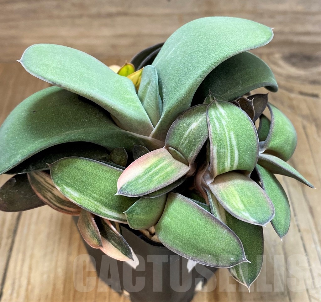 SH20884 Gasteria hybrid f. variegata - Image 2