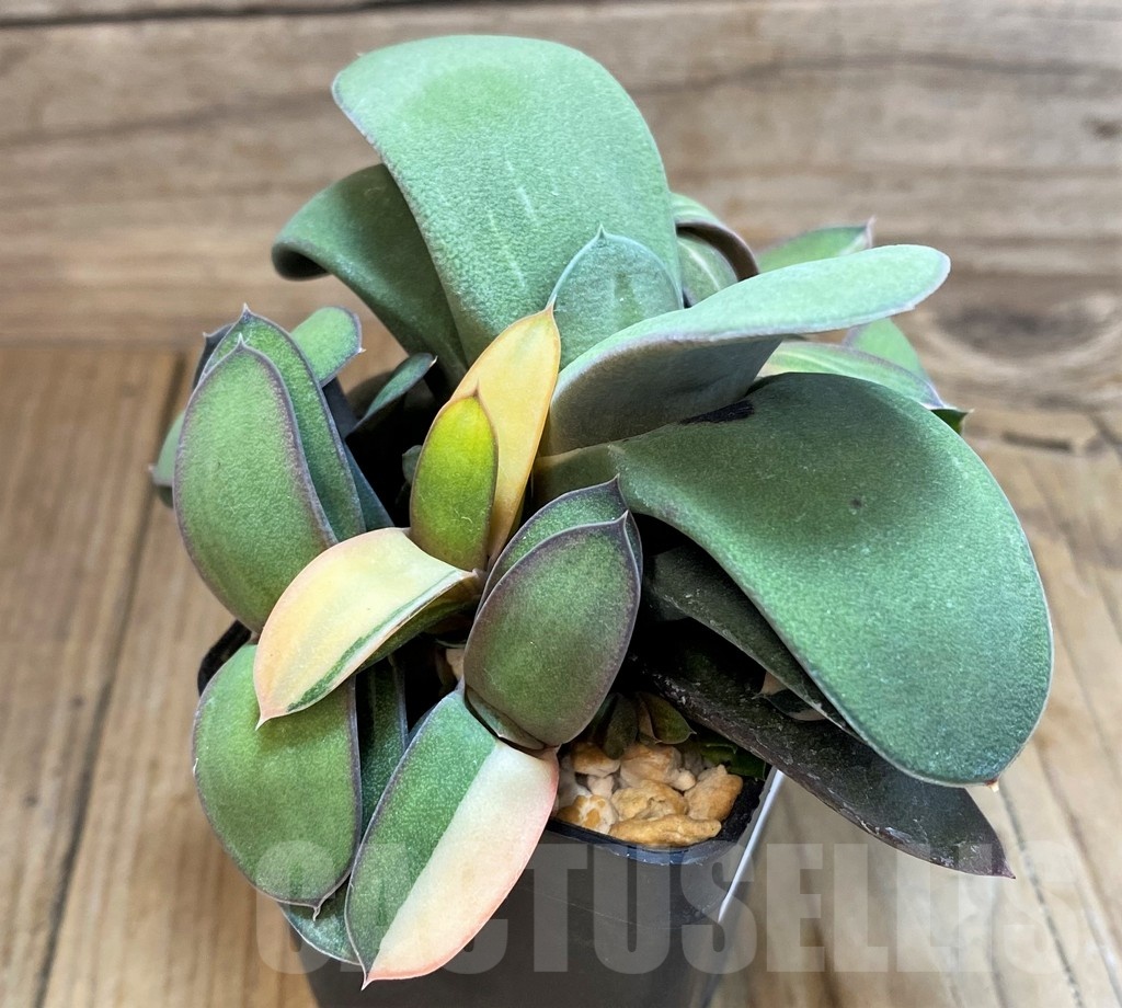 SH20884 Gasteria hybrid f. variegata