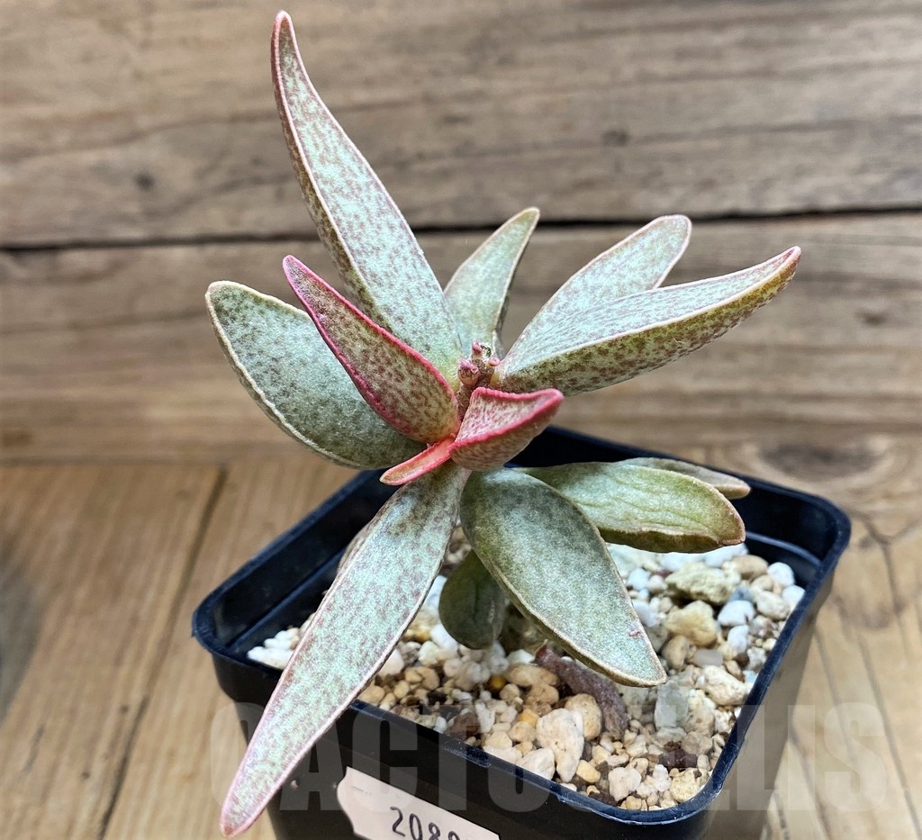 SH20885 Adromischus marianae -Richtersveld-