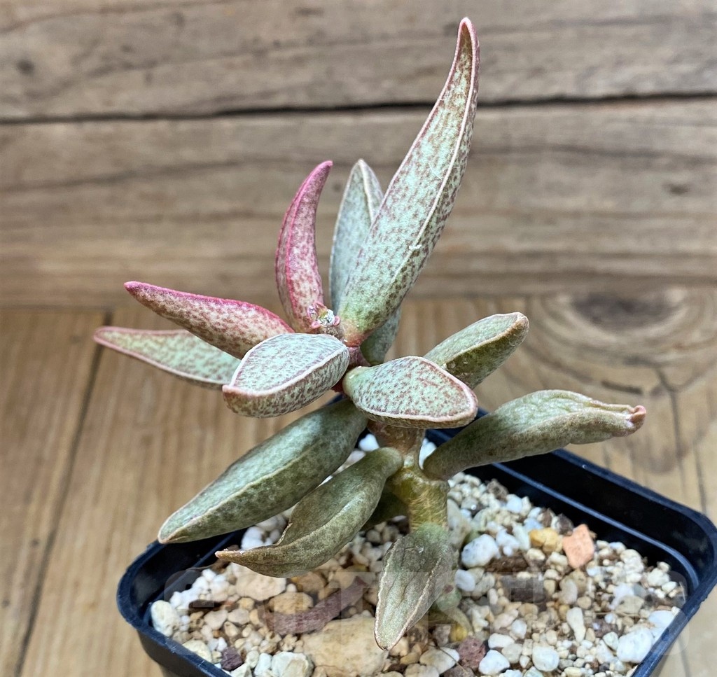 SH20885 Adromischus marianae -Richtersveld- - Image 2
