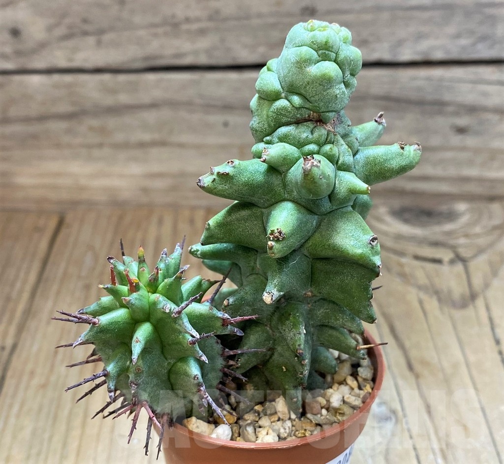 SH20889 Euphorbia horrida f. monstrosa - Image 2