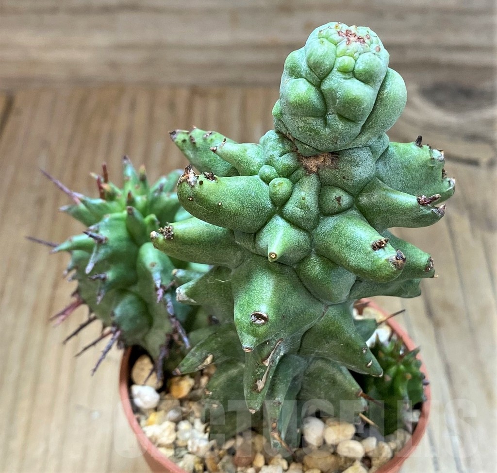 SH20889 Euphorbia horrida f. monstrosa