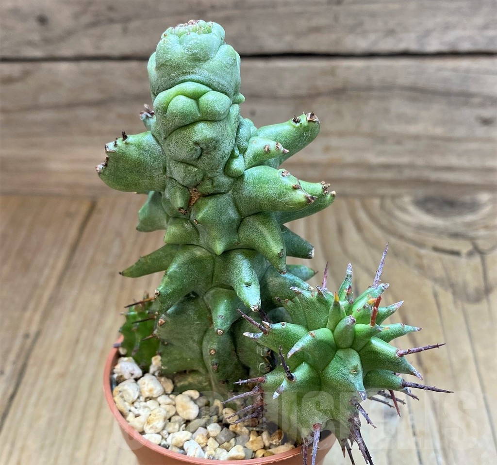 SH20889 Euphorbia horrida f. monstrosa - Image 3