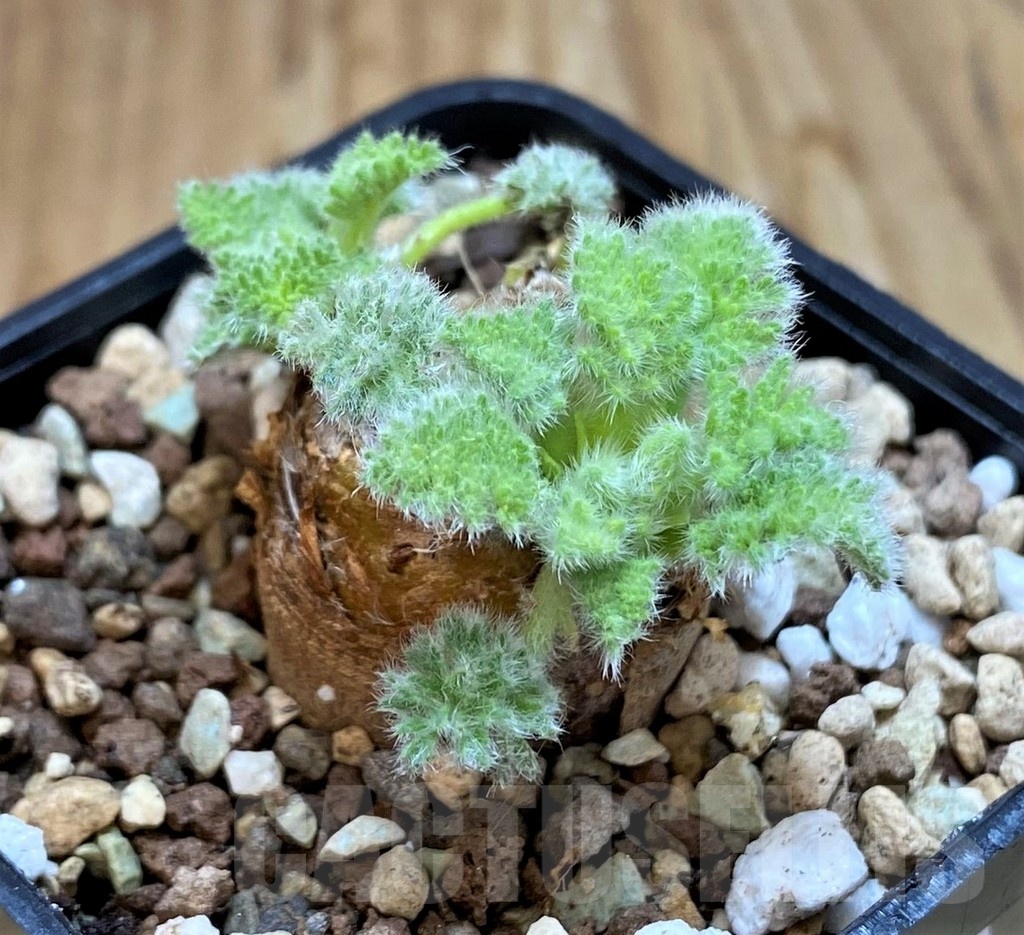 SH20890 Pelargonium triste