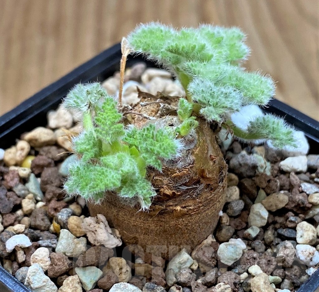 SH20890 Pelargonium triste - Image 2
