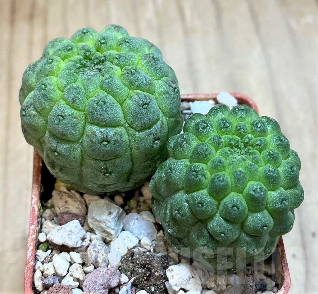 SH20898 Trichocaulon cactiformis, 2 plants, seedling - Image 2