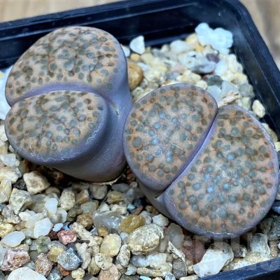 SH21081 Lithops fulviceps