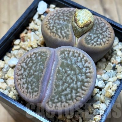 SH21083 Lithops hookeri