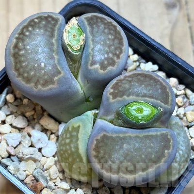 SH21084 Lithops hallii
