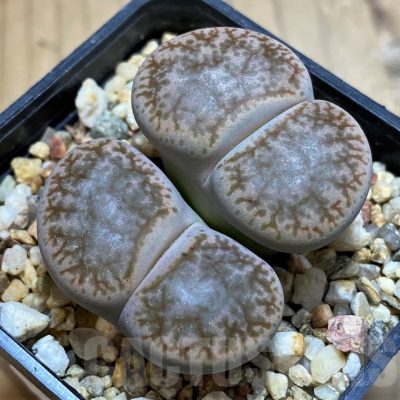 SH21087 Lithops pseudotruncatella