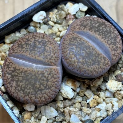 SH21088 Lithops aucampiae